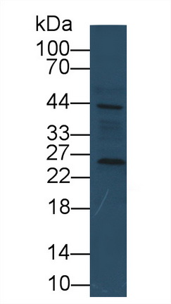 Monoclonal Antibody to Cyclophilin B (CYPB)