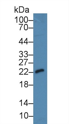 Monoclonal Antibody to Cyclophilin B (CYPB)