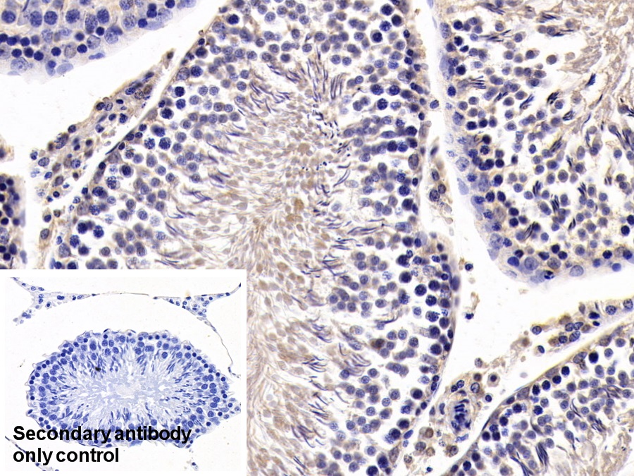 Monoclonal Antibody to Anti-Mullerian Hormone (AMH)