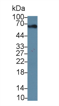 Monoclonal Antibody to Bovine Serum Albumin (BSA)