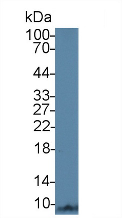 Monoclonal Antibody to Apolipoprotein C1 (APOC1)