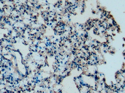 Monoclonal Antibody to Apolipoprotein C1 (APOC1)