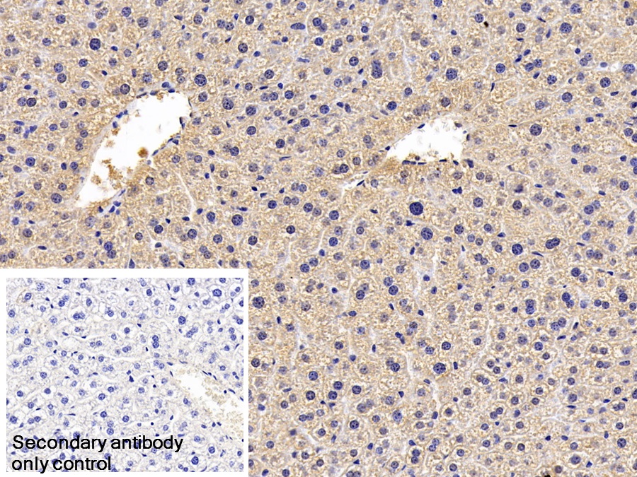 Monoclonal Antibody to Apolipoprotein C1 (APOC1)