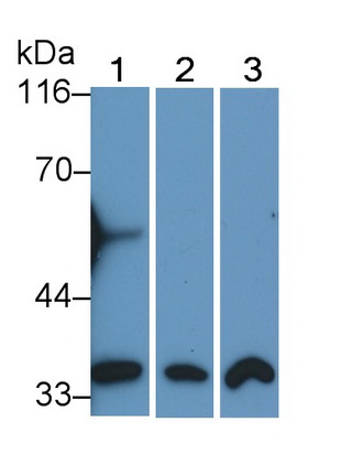 Monoclonal Antibody to Annexin V (ANXA5)