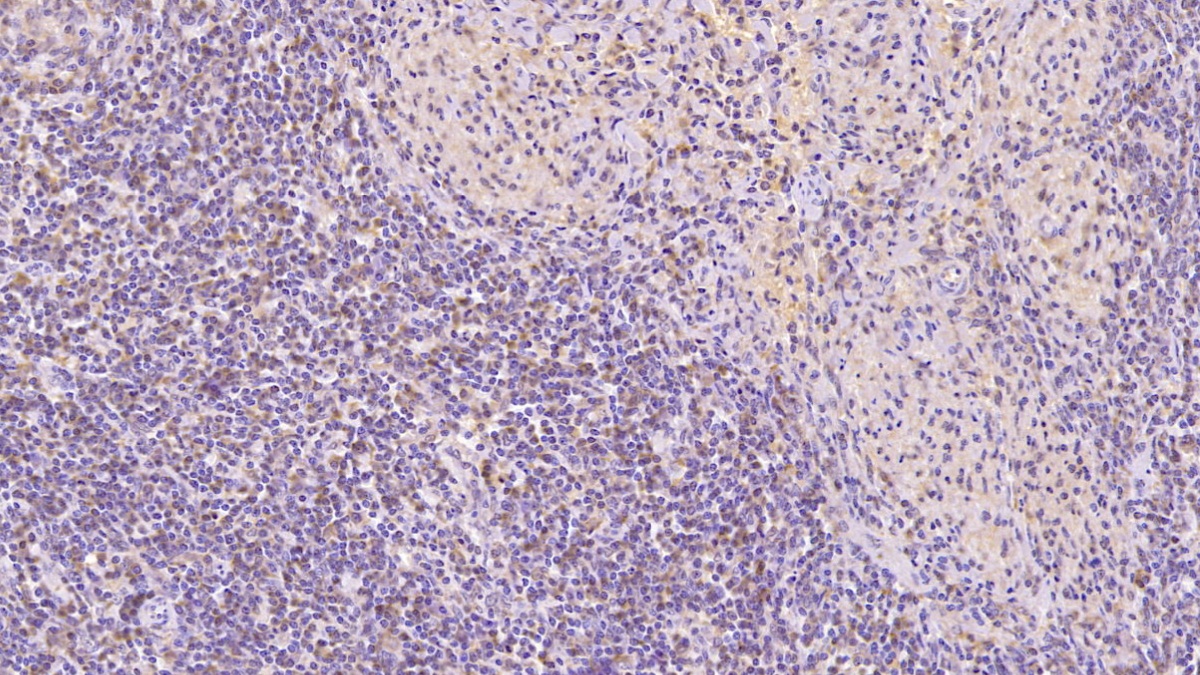 Monoclonal Antibody to Annexin V (ANXA5)