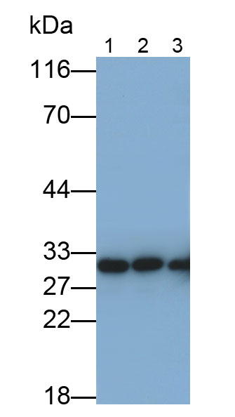 Monoclonal Antibody to Annexin V (ANXA5)