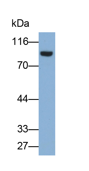 Monoclonal Antibody to Transportin 1 (TNPO1)
