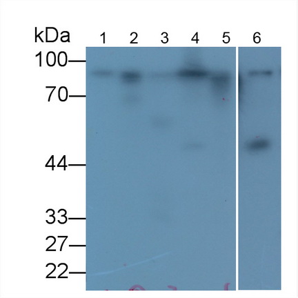 Monoclonal Antibody to Calnexin (CNX)