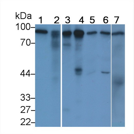 Monoclonal Antibody to Calnexin (CNX)