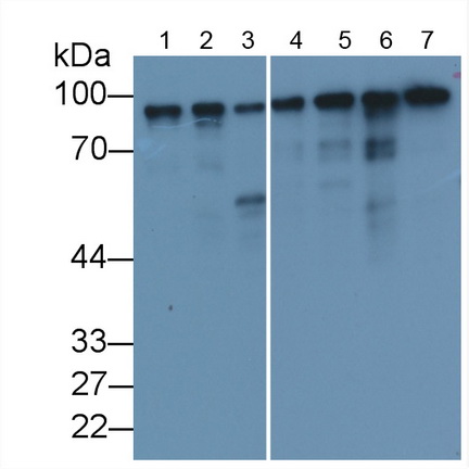 Monoclonal Antibody to Calnexin (CNX)