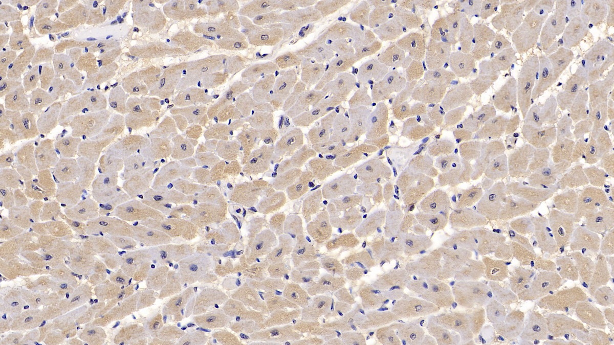 Monoclonal Antibody to Calnexin (CNX)