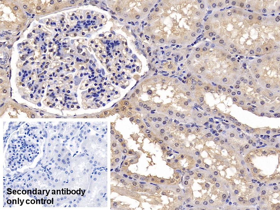 Monoclonal Antibody to Calnexin (CNX)