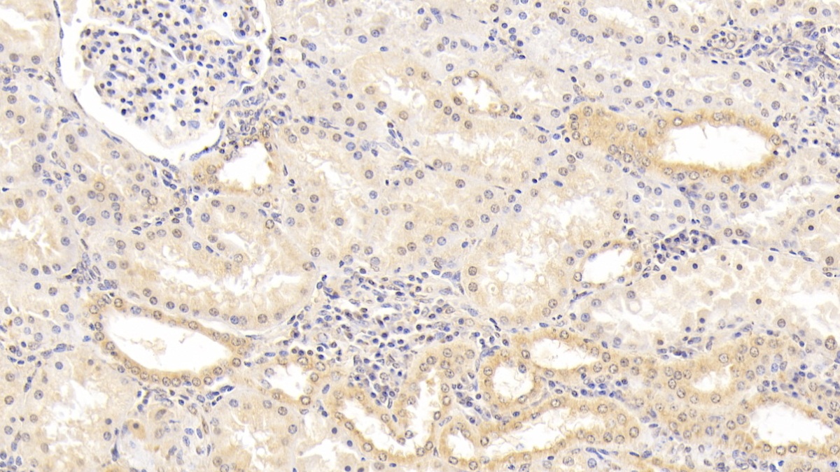 Monoclonal Antibody to Calnexin (CNX)