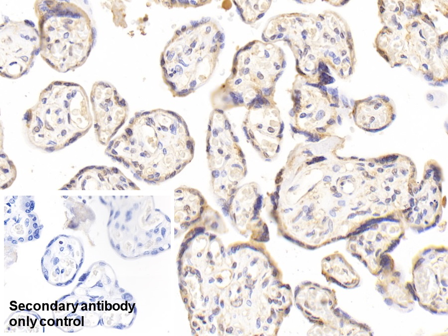 Monoclonal Antibody to Calnexin (CNX)