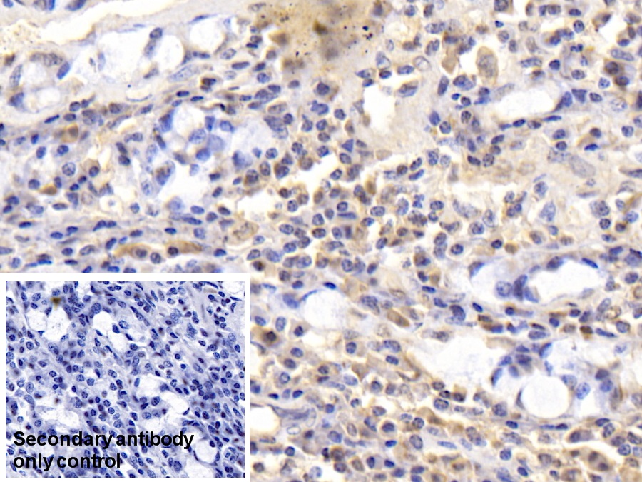 Monoclonal Antibody to Calnexin (CNX)