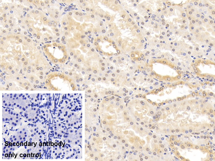 Monoclonal Antibody to Calnexin (CNX)