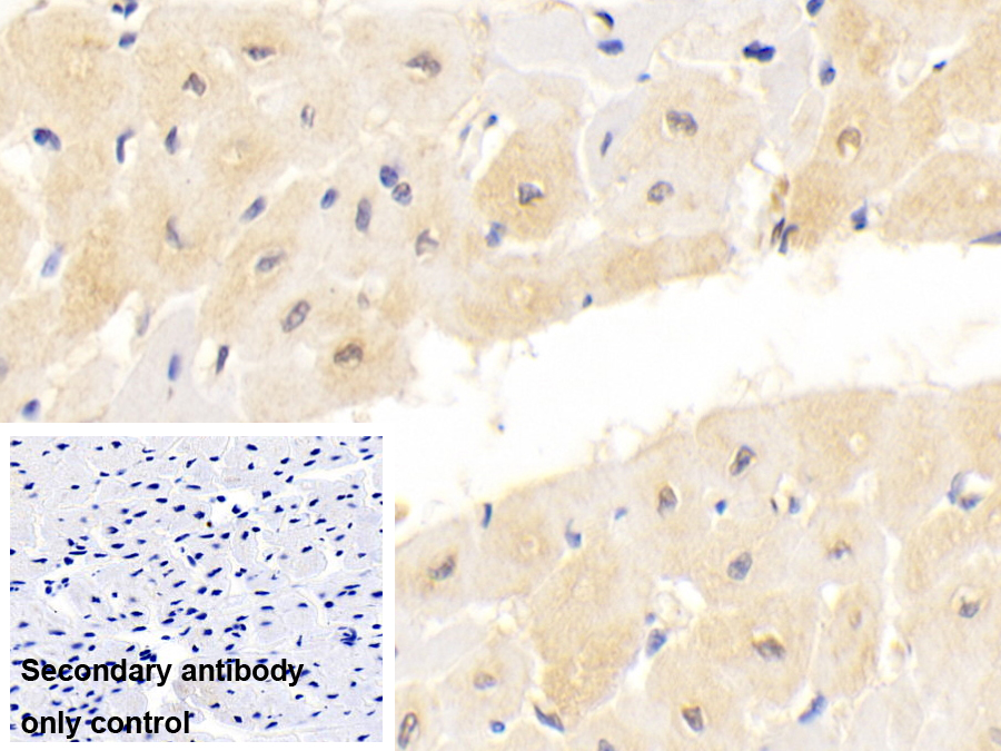 Monoclonal Antibody to Calnexin (CNX)