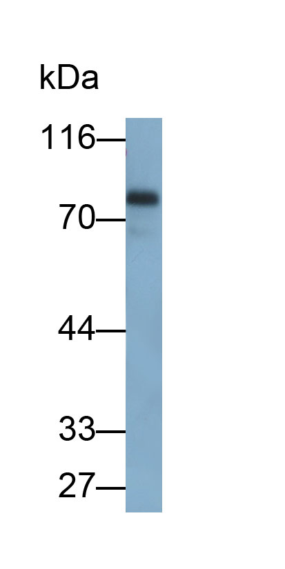 Monoclonal Antibody to Lactoperoxidase (LPO)