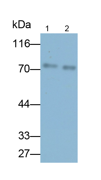 Monoclonal Antibody to Heat Shock 70kDa Protein 1B (HSPA1B)