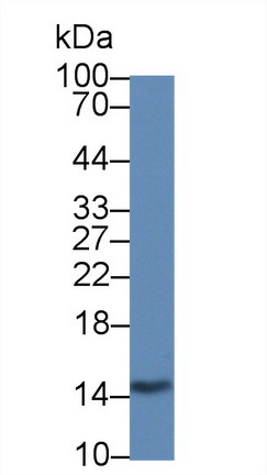 Monoclonal Antibody to Galectin 2 (GAL2)