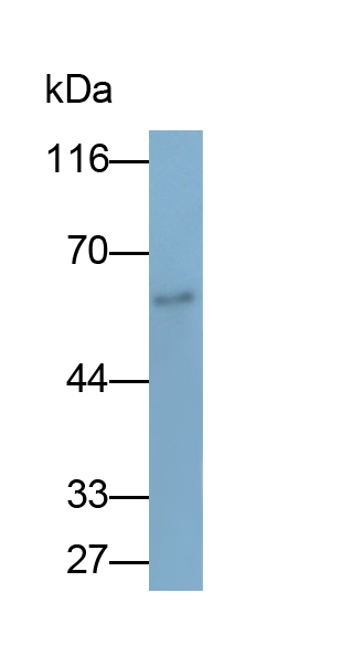 Monoclonal Antibody to Apolipoprotein H (APOH)