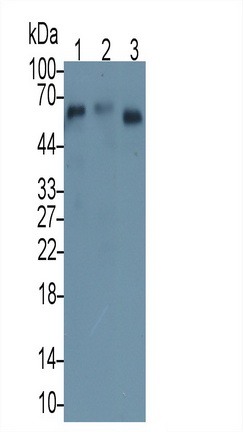 Monoclonal Antibody to Apolipoprotein H (APOH)