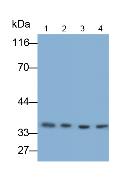Monoclonal Antibody to Heterogeneous Nuclear Ribonucleoprotein A2/B1 (HNRPA2B1)