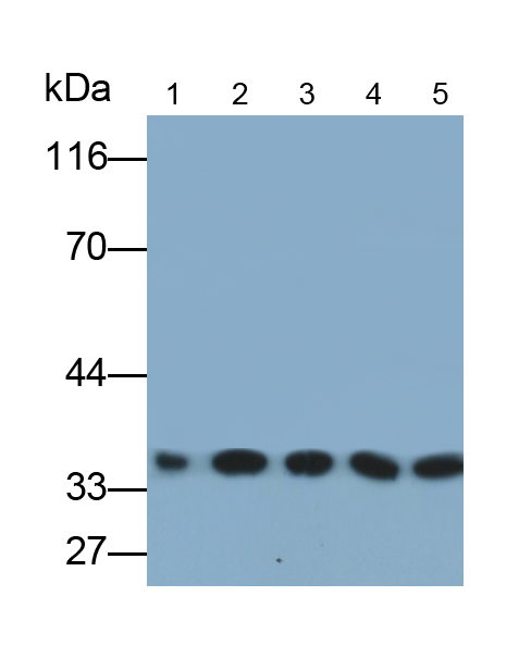 Monoclonal Antibody to Heterogeneous Nuclear Ribonucleoprotein A2/B1 (HNRPA2B1)