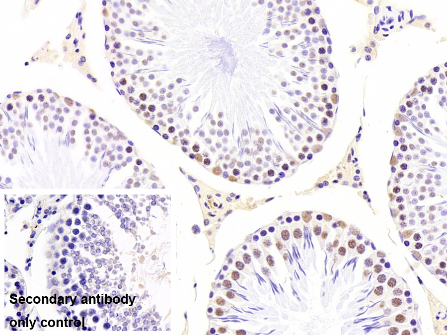 Monoclonal Antibody to Heterogeneous Nuclear Ribonucleoprotein A2/B1 (HNRPA2B1)
