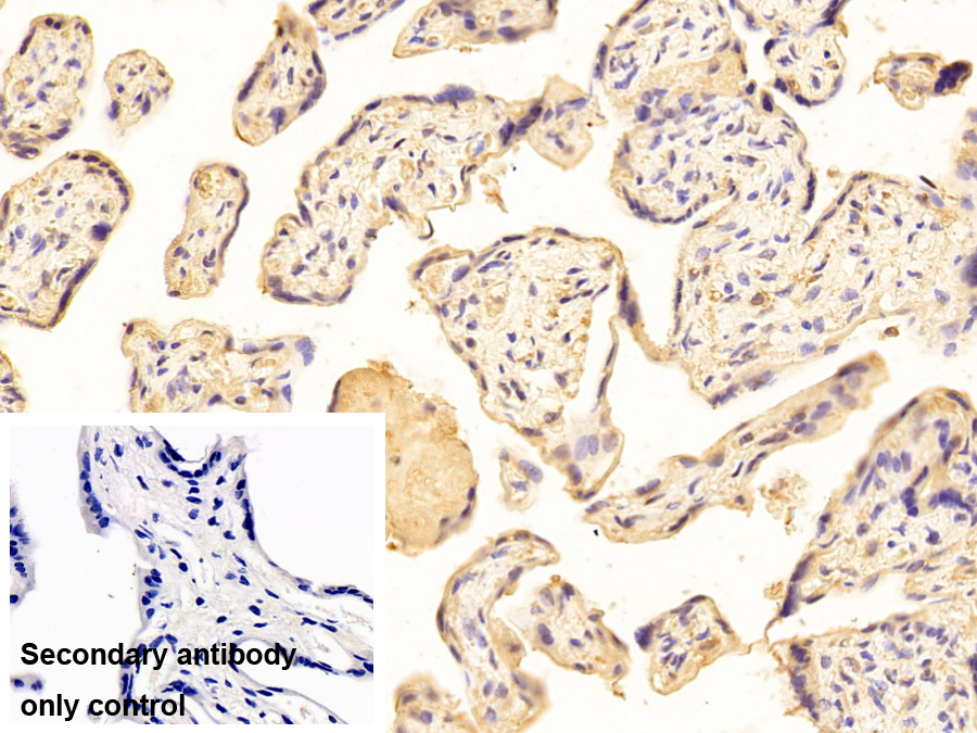 Monoclonal Antibody to Heterogeneous Nuclear Ribonucleoprotein A2/B1 (HNRPA2B1)