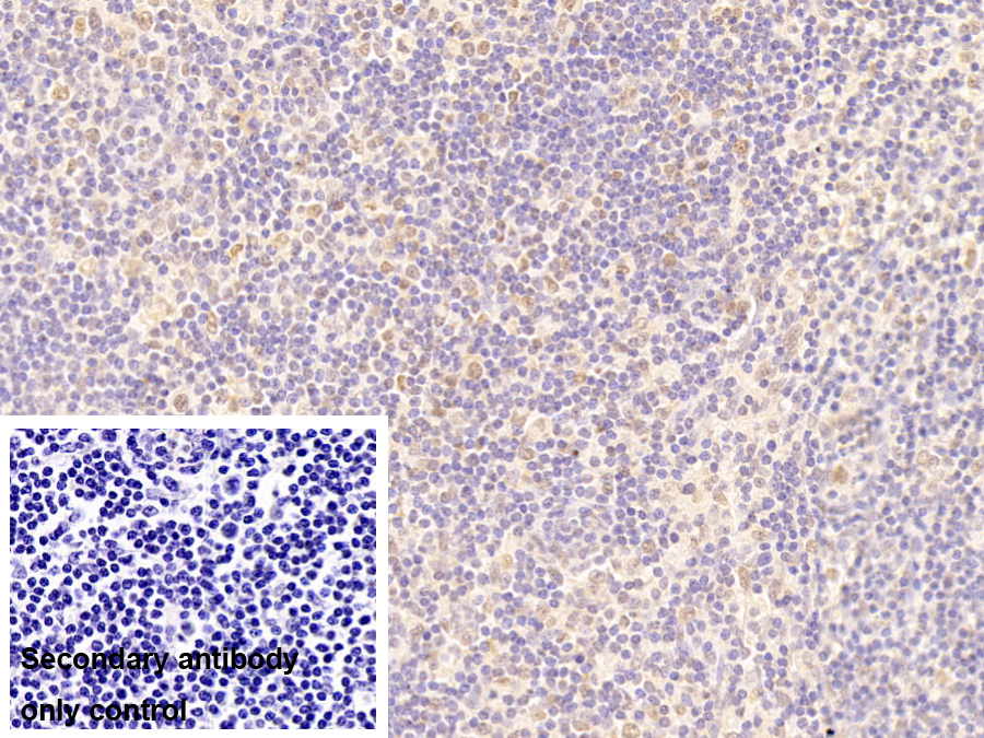 Monoclonal Antibody to Heterogeneous Nuclear Ribonucleoprotein A2/B1 (HNRPA2B1)