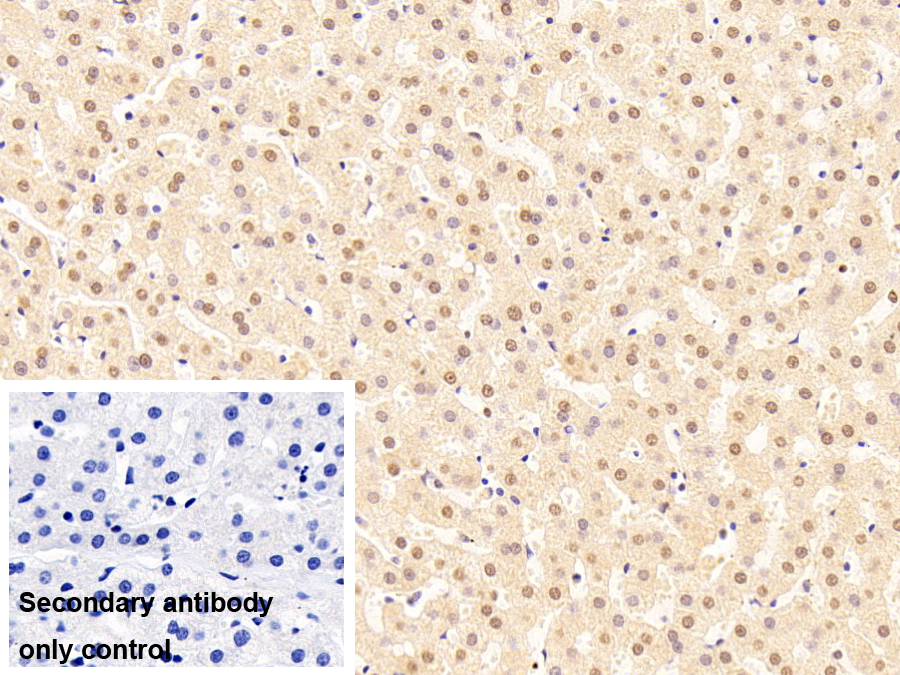 Monoclonal Antibody to Heterogeneous Nuclear Ribonucleoprotein A2/B1 (HNRPA2B1)