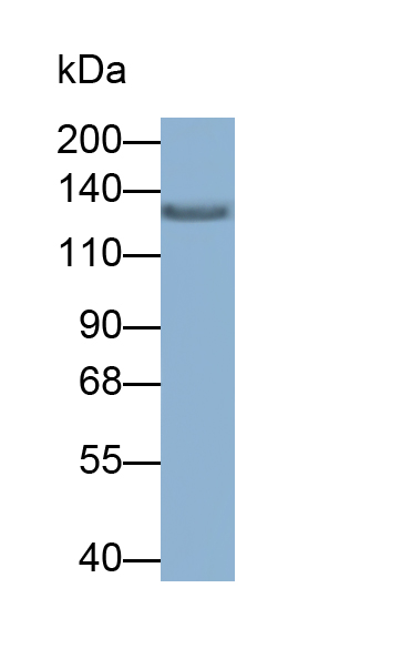 Monoclonal Antibody to Collagen Type I Alpha 1 (COL1a1)