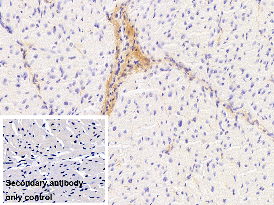 Monoclonal Antibody to Collagen Type I Alpha 1 (COL1a1)