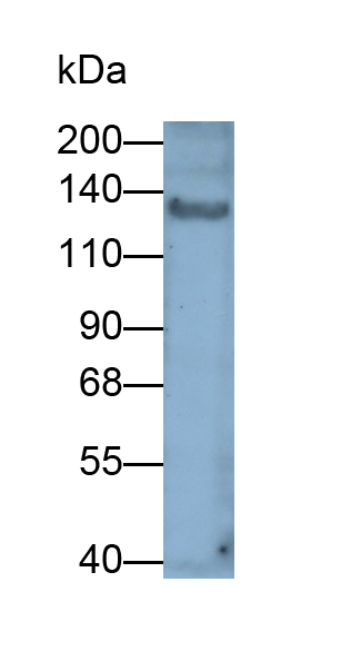 Monoclonal Antibody to Collagen Type I Alpha 1 (COL1a1)