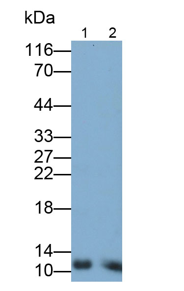 Monoclonal Antibody to Chemokine (C-X-C motif) ligand 7 ( CXCL7)