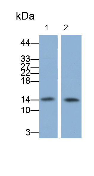 Monoclonal Antibody to Retinol Binding Protein 2, Cellular (RBP2)