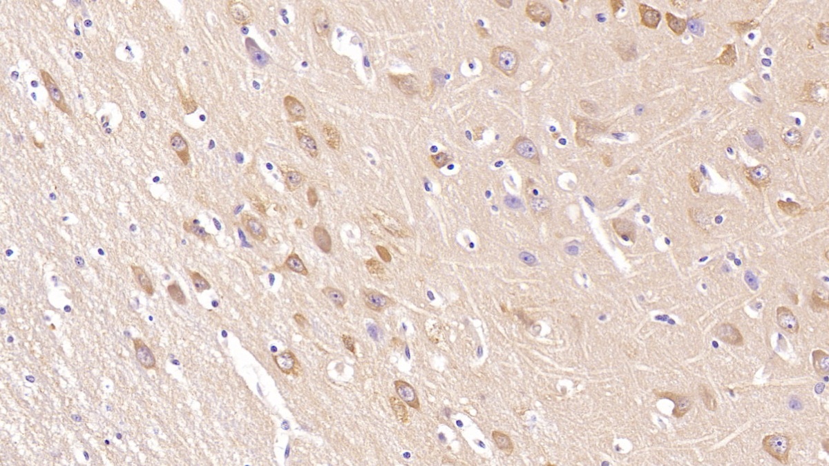 Monoclonal Antibody to Neurogranin (NRGN)
