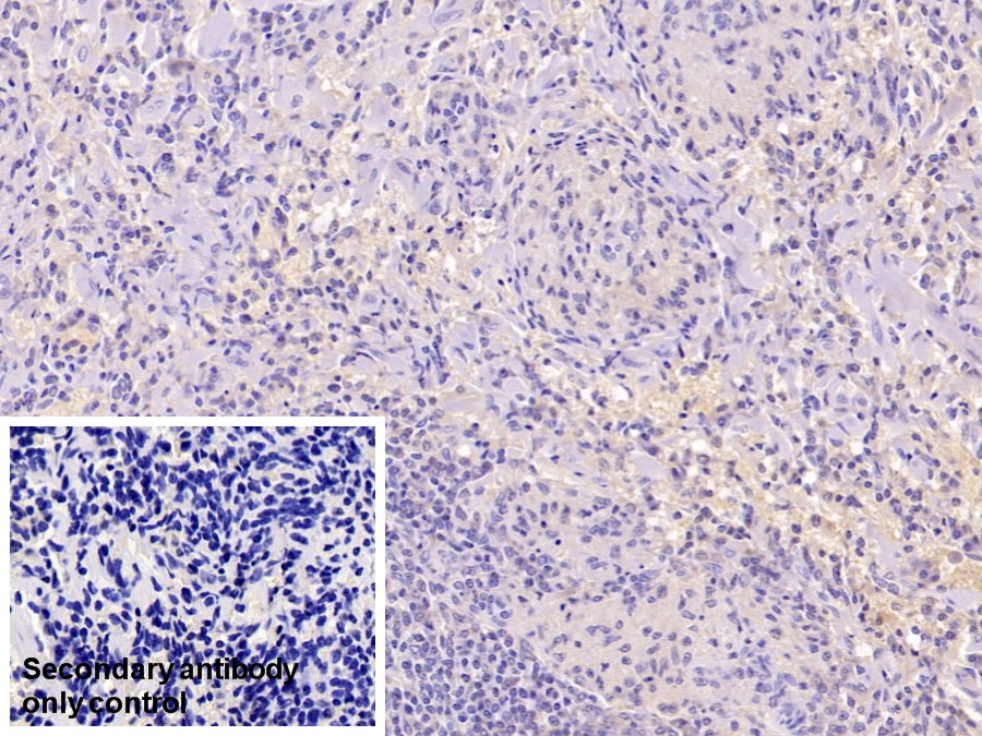 Monoclonal Antibody to Neurogranin (NRGN)