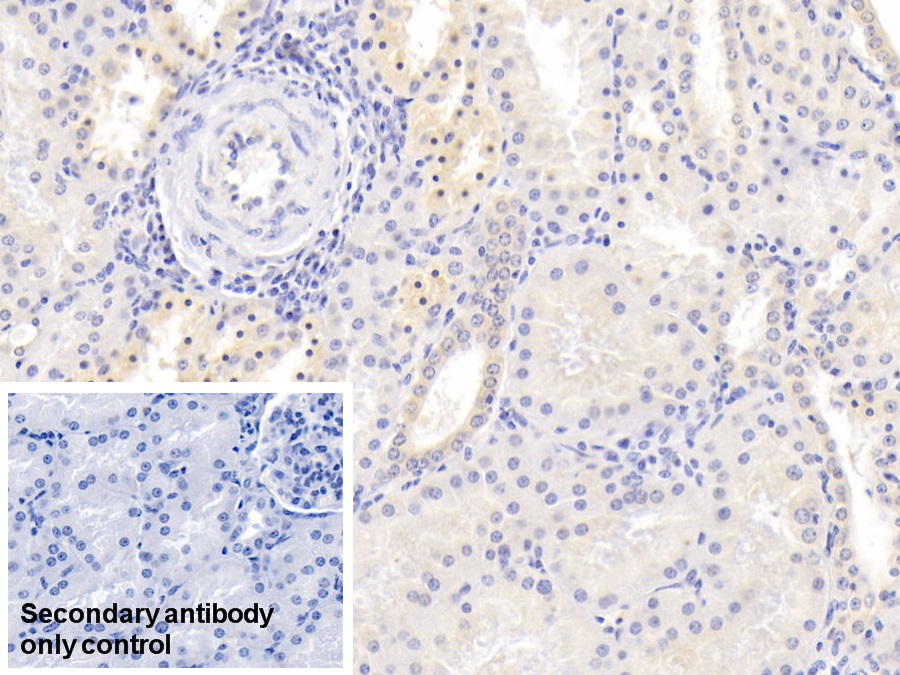 Monoclonal Antibody to Neurogranin (NRGN)