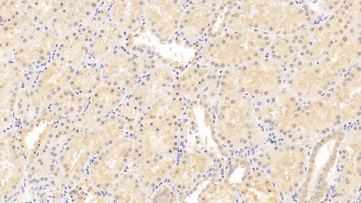 Monoclonal Antibody to Neurogranin (NRGN)