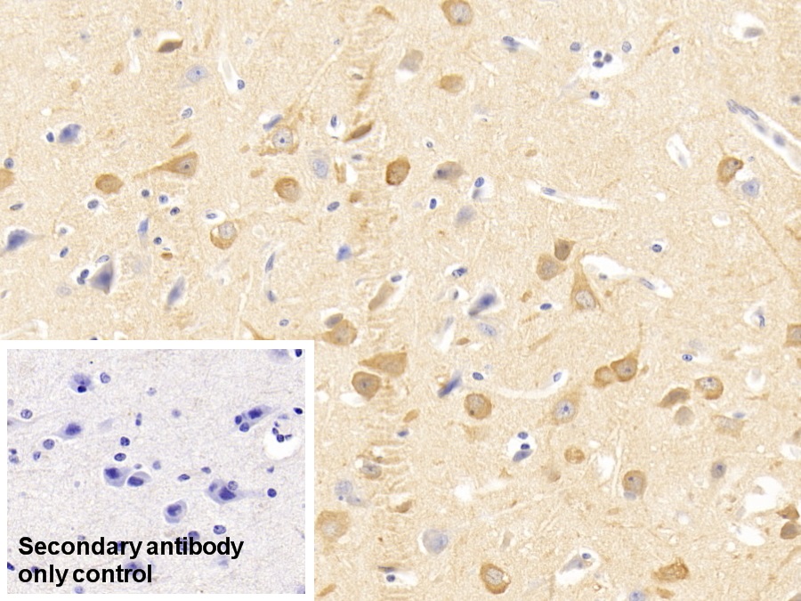 Monoclonal Antibody to Neurogranin (NRGN)