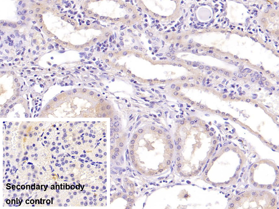 Monoclonal Antibody to Neurogranin (NRGN)