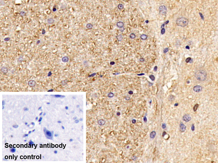 Monoclonal Antibody to Octamer Binding Transcription Factor 4 (OCT4)