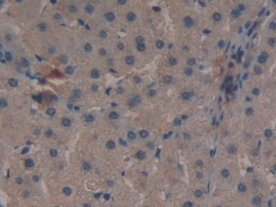 Monoclonal Antibody to Neurokinin A (NKA)