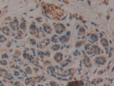 Monoclonal Antibody to Neurokinin A (NKA)