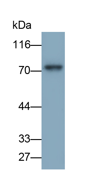 Monoclonal Antibody to Protein Kinase C Delta (PKCd)