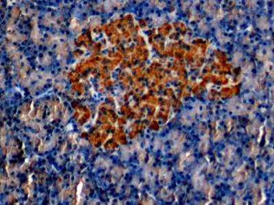 Monoclonal Antibody to Protein Kinase C Epsilon (PKCe)