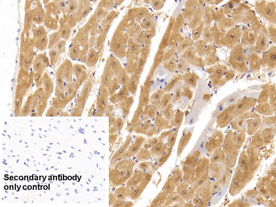 Monoclonal Antibody to Myoglobin (MYO)