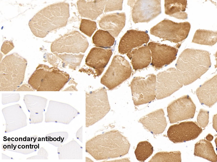 Monoclonal Antibody to Myoglobin (MYO)